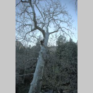 NakedWhiteTree