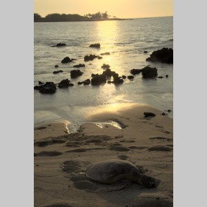 TurtleSunset1