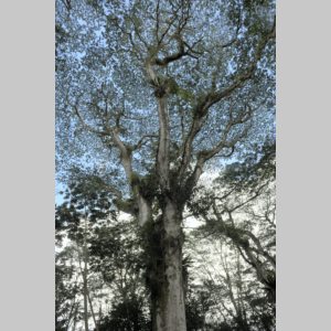 HawaiiRainforest1