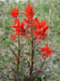 p12IndianPaintbrush