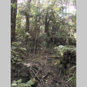 KonaForestTrail2